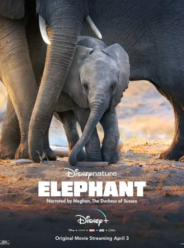 Elephant (2020) อัศจรรย์ชีวิตของช้าง เต็มเรื่อง 24-HD.ORG