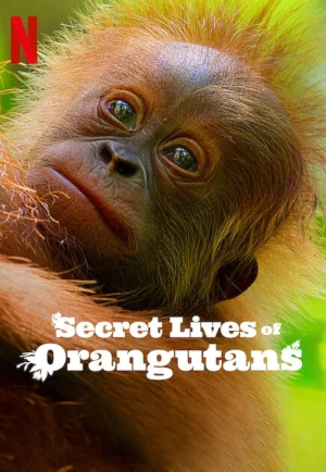 Secret Lives of Orangutans (2024) ชีวิตลับอุรังอุตัง เต็มเรื่อง 24-HD.ORG